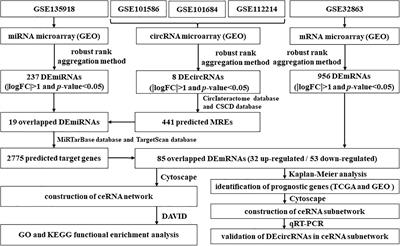 A Novel circRNA–miRNA–mRNA Hub Regulatory Network in Lung Adenocarcinoma